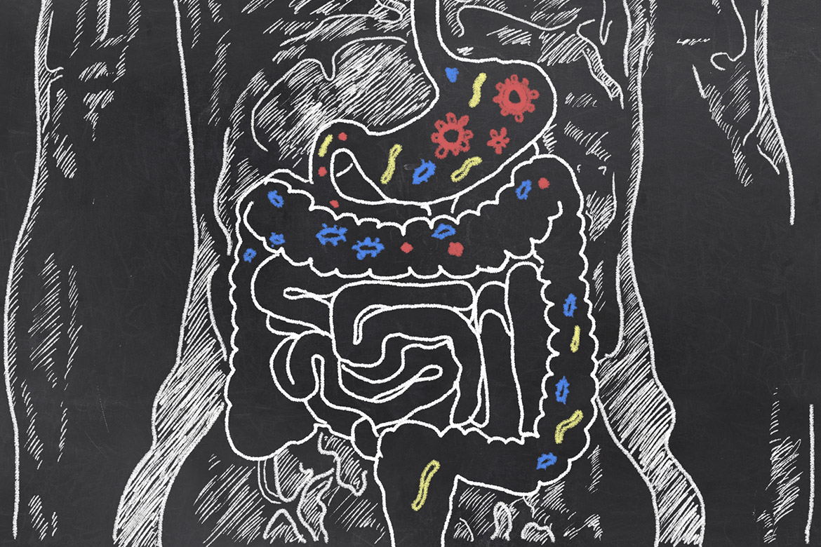 Nu visar en studie att det finns en koppling mellan tarmbakterier och sjukdomar som fetma.